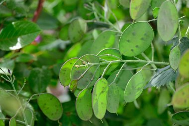 Güneşli baharda yeni yaprakları olan güzel ağaç dallarının manzarası. 