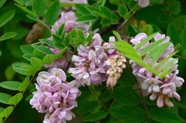 Bahçedeki güzel çiçekler