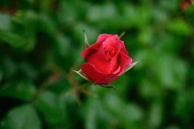 Güneşli yaz gününde bahçede büyüyen güzel bir gül. 