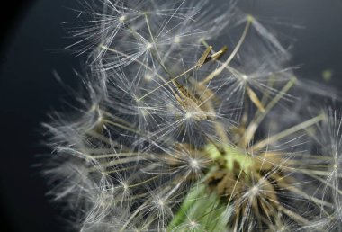 güzel beyaz pofuduk karahindiba çiçeği koyu arkaplanda, yaz konsepti, yakın görüş  