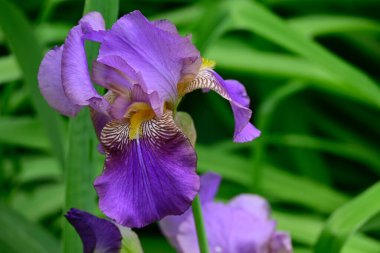 Güneşli yaz gününde bahçede büyüyen güzel göz. 