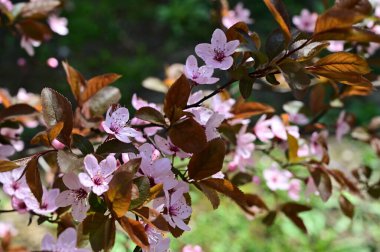 Güzel çiçekli elma ağacı dalları, yakın plan, bahar konsepti.  