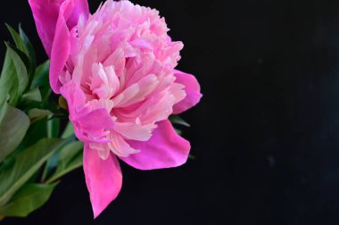 Karanlık arka planda güzel şakayık çiçeği, yaz konsepti, yakın görüş  