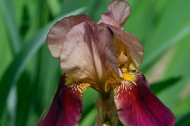 Güneşli yaz gününde bahçede büyüyen güzel göz. 