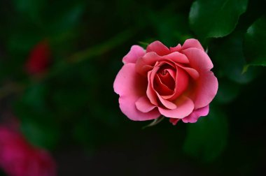 Güneşli yaz gününde bahçede büyüyen güzel bir gül. 