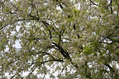 Ağaç dallarında açan güzel çiçeklere yaklaş