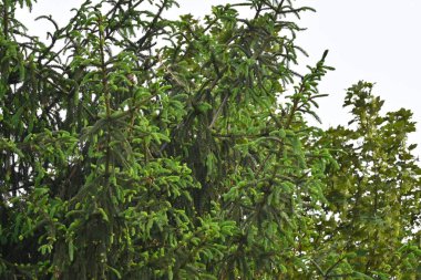 Mavi gökyüzüne karşı ağaçların güzel manzarası