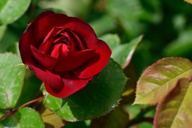 Güneşli yaz gününde bahçede büyüyen güzel bir gül. 