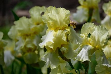 Güneşli yaz gününde bahçede büyüyen güzel irisler 