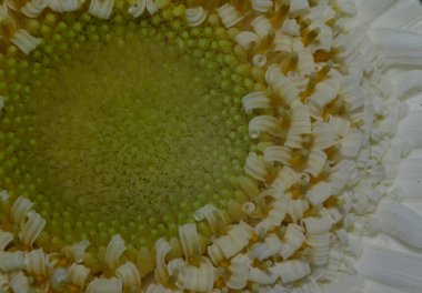 Işık arkaplanda taze, güzel bir çiçek, yakın görüş  