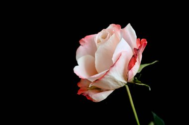 Koyu arkaplanda güzel bir gül çiçeği, yaz konsepti, yakın görüş  