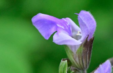 Güneşli yaz gününde bahçede büyüyen güzel irisler 