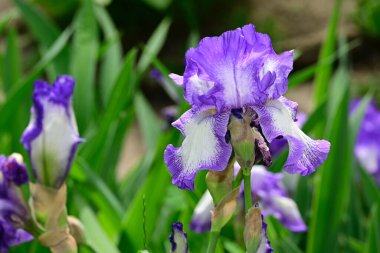 Güneşli yaz gününde bahçede büyüyen güzel irisler 