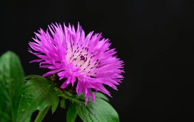 Güneşli yaz gününde bahçede yetişen güzel çiçekler. 