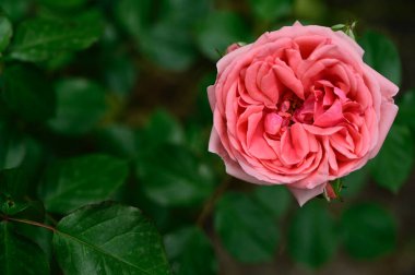 Güneşli yaz gününde bahçede büyüyen güzel bir gül. 