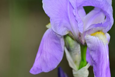 Güneşli yaz gününde bahçede büyüyen güzel göz. 