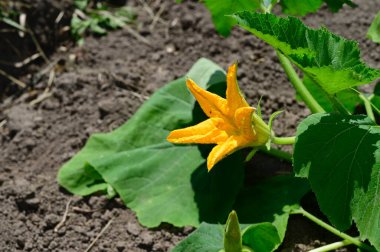 Bahçedeki güzel çiçekler