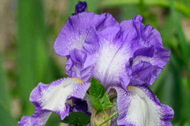 Güneşli yaz gününde bahçede büyüyen güzel göz. 