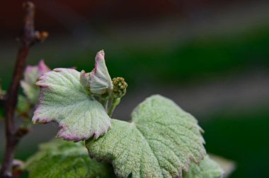 Yaz günü bahçede yeşil bitkiler