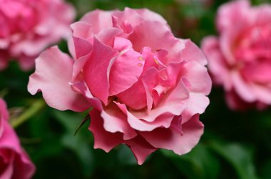 Güneşli yaz gününde bahçede büyüyen güzel güller. 