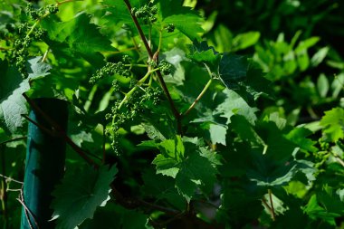 Yaz günü bahçede yeşil bitkiler