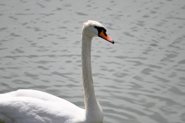 Güzel beyaz kuğu yaz günü göl yüzeyinde yüzüyor. 