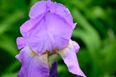 Güneşli yaz gününde bahçede büyüyen güzel göz. 
