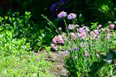 Güneşli yaz gününde bahçede yetişen güzel çiçekler. 