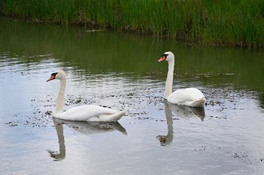 Güzel beyaz kuğular yaz günü göl yüzeyinde yüzerler. 