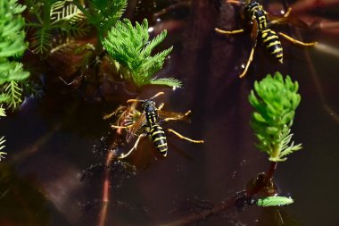 Güneşli yaz gününde, göletin ortasında bitkiler üzerinde eşekarıları, yakın görüş 