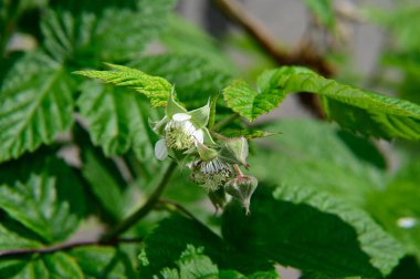 Güneşli yaz gününde bahçede yetişen güzel çiçekler. 