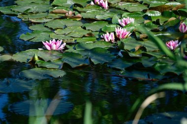 Yaz günü gölette büyüyen güzel nilüferler. 