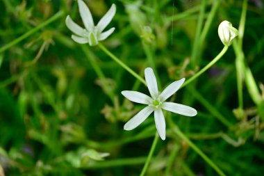 Bahçedeki güzel çiçekler