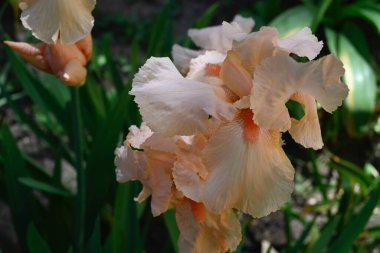 Güneşli yaz gününde bahçede büyüyen güzel irisler 