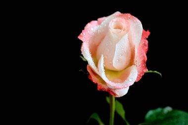 Koyu arkaplanda güzel bir gül çiçeği, yaz konsepti, yakın görüş  