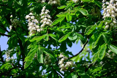 Güneşli yaz gününde bahçede yetişen güzel çiçekler. 
