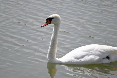 Güzel beyaz kuğu yaz günü göl yüzeyinde yüzüyor. 