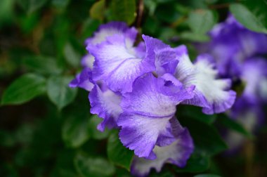 Güneşli yaz gününde bahçede büyüyen güzel göz. 