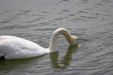 Güzel beyaz kuğu yaz günü göl yüzeyinde yüzüyor. 