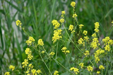 Güneşli yaz gününde bahçede yetişen güzel çiçekler. 