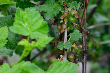 Bektaşi üzümlü çalı, yakın görüş, yaz konsepti 