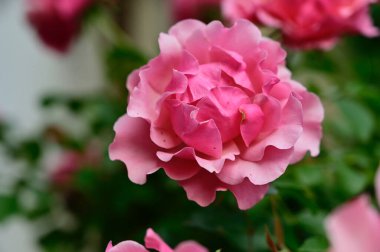 Güneşli yaz gününde bahçede büyüyen güzel bir gül. 