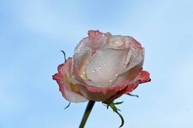 Mavi arka planda narin gül çiçekleri