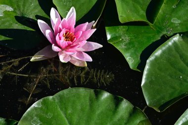 Güzel çiçek açan nilüfer çiçekleri yaz günü gölette büyür. 