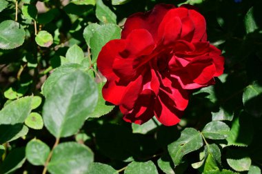 Güneşli yaz gününde bahçede büyüyen güzel bir gül. 