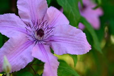 Güneşli yaz gününde bahçede büyüyen güzel Clematis. 