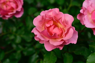 Güneşli yaz gününde bahçede büyüyen güzel güller. 