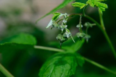 Güneşli yaz gününde bahçede yetişen güzel çiçekler. 