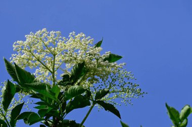 Mavi arka planda güzel çiçekler