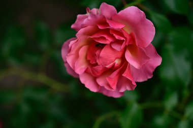 Güneşli yaz gününde bahçede büyüyen güzel bir gül. 